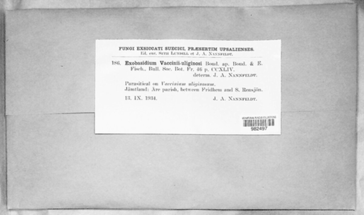Exobasidium vaccinii-uliginosi image